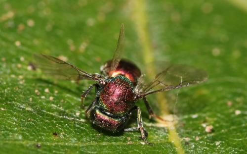 Hedychridium krajniki